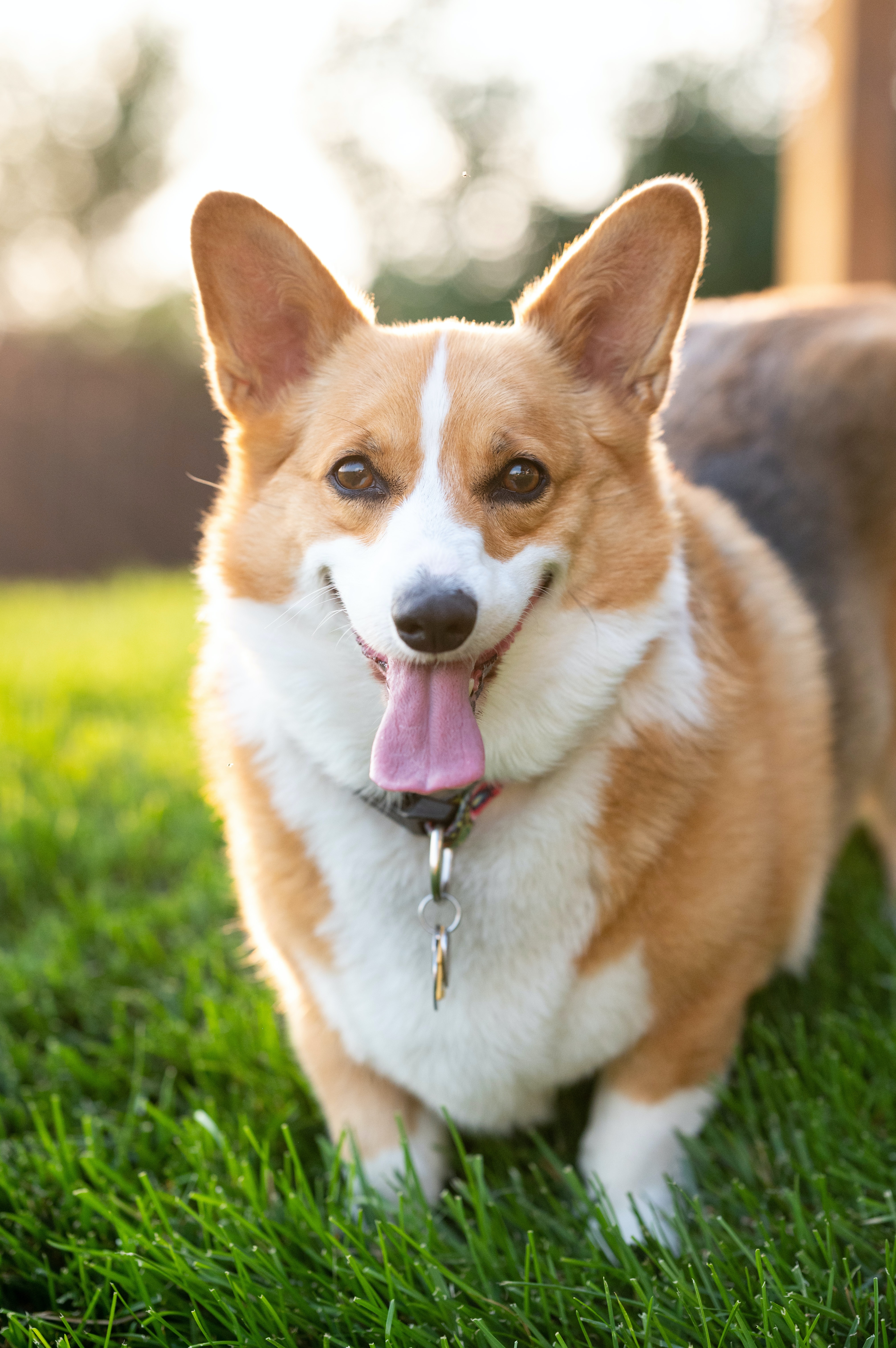 Golden sales gate corgis